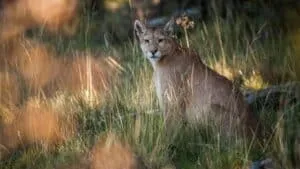 Plan South America | Field Notes | The Awasi Puma Foundation