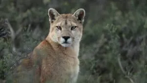 Plan South America | Field Notes | The Awasi Puma Foundation