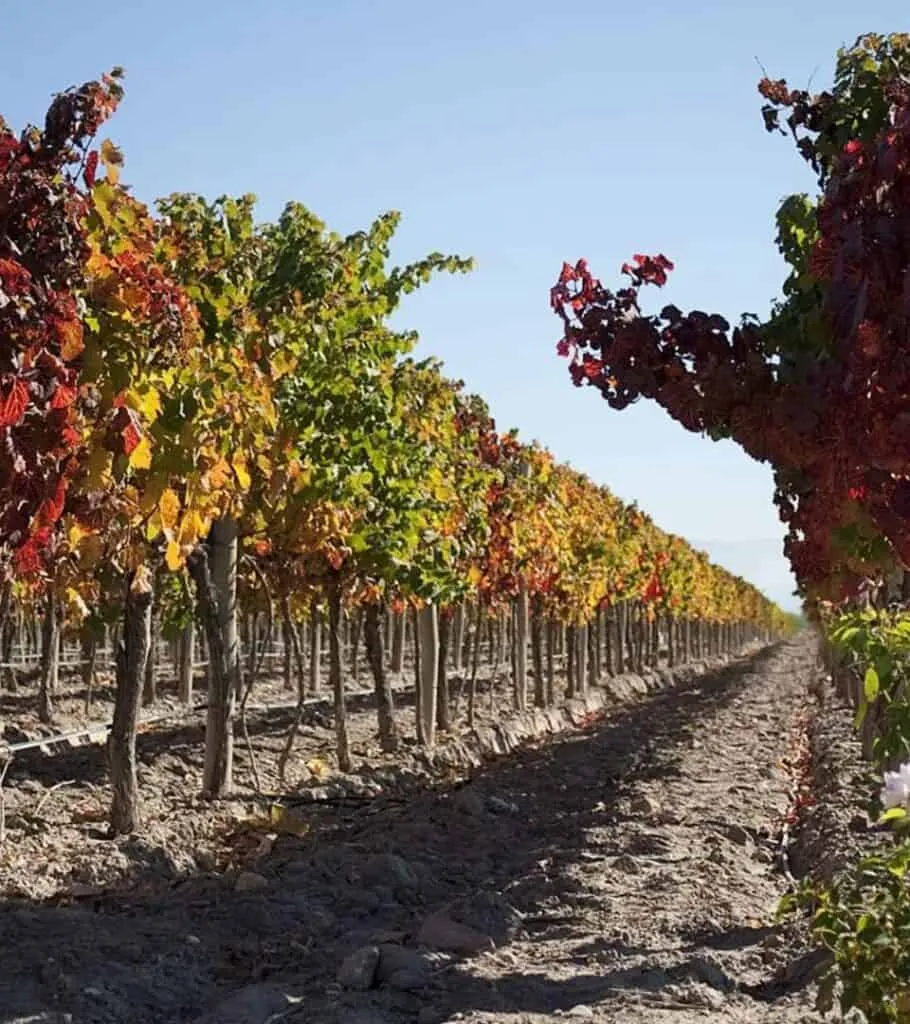 Plan South America | Field Notes | Cathy Brown's Expert Advice on Mendoza, Argentina