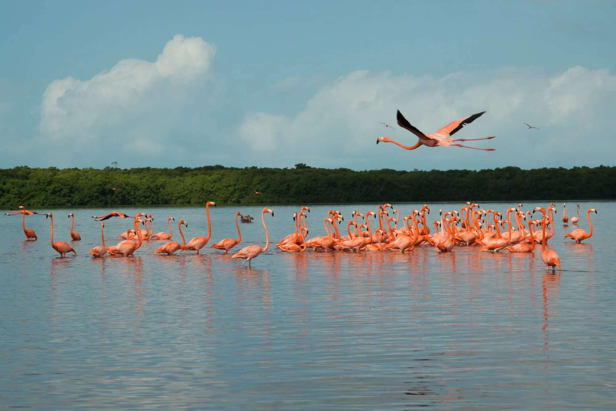 A Guide to Mexico's Greatest Wildlife Experiences