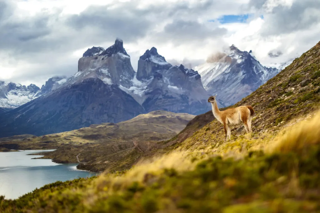 Guanaco in Torres del Paine, Chile