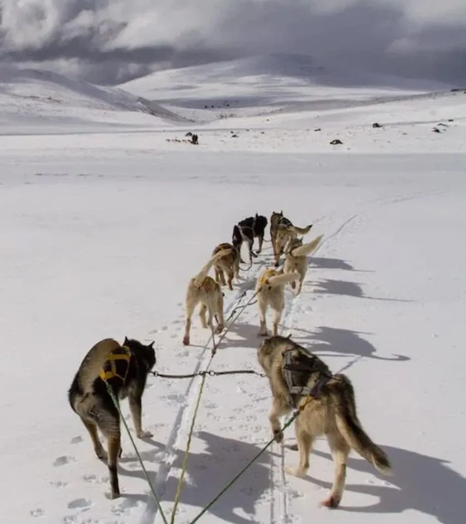 Plan South America | Field Notes | Huskies and Horses in Wild Patagonia