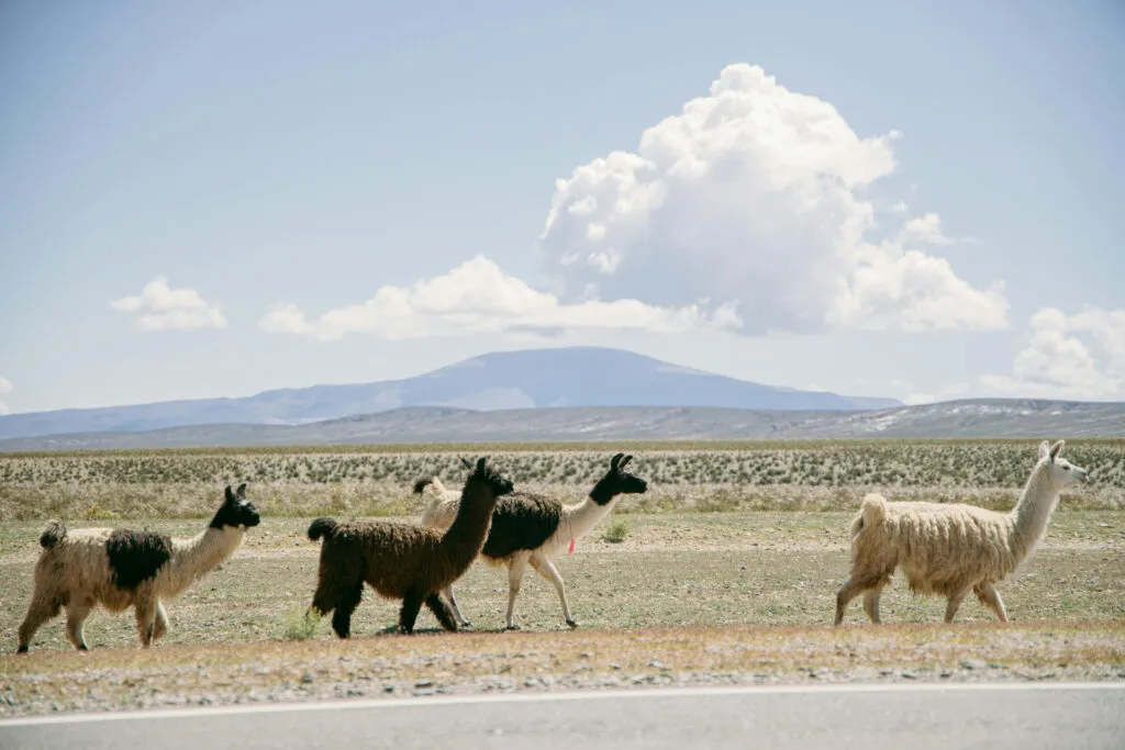Llamas in San Pedro de Atacama, Chile