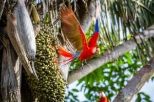 Osa Peninsula | Costa Rica Vacations | South America