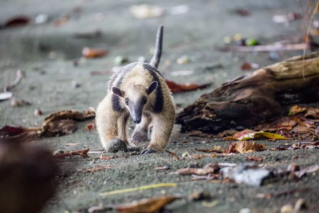 Osa | Wildlife | Costa Rica | Plan South America