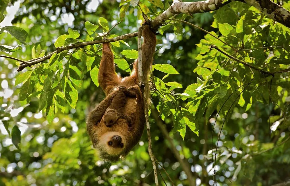 Chiriqui, Panama Holidays | South America Travel