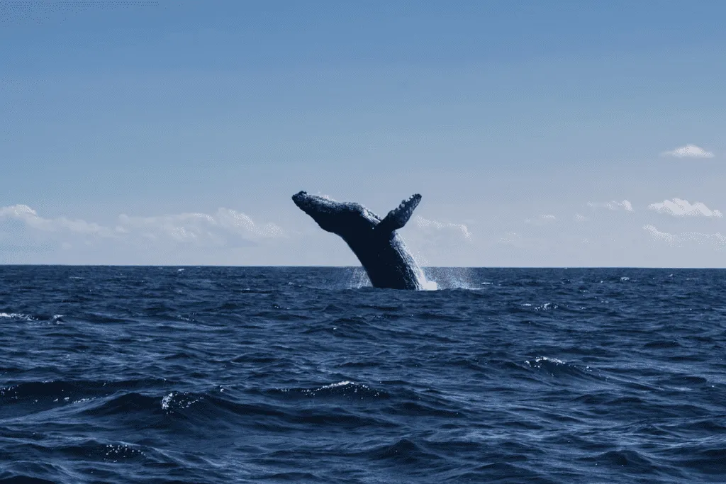 Baja California, Mexico | South America Adventures