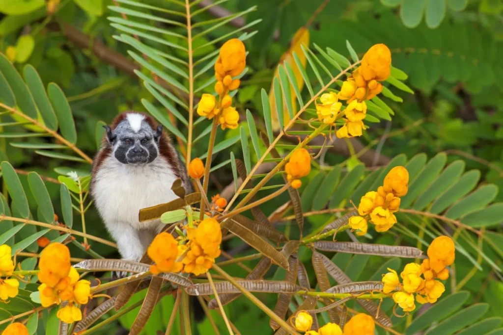 Chiriqui, Panama Holidays | South America Travel