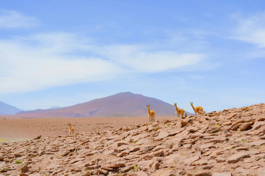 Vicuñas in San Pedro de Atacama