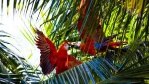 Costa Rica Luxury Holidays | South America