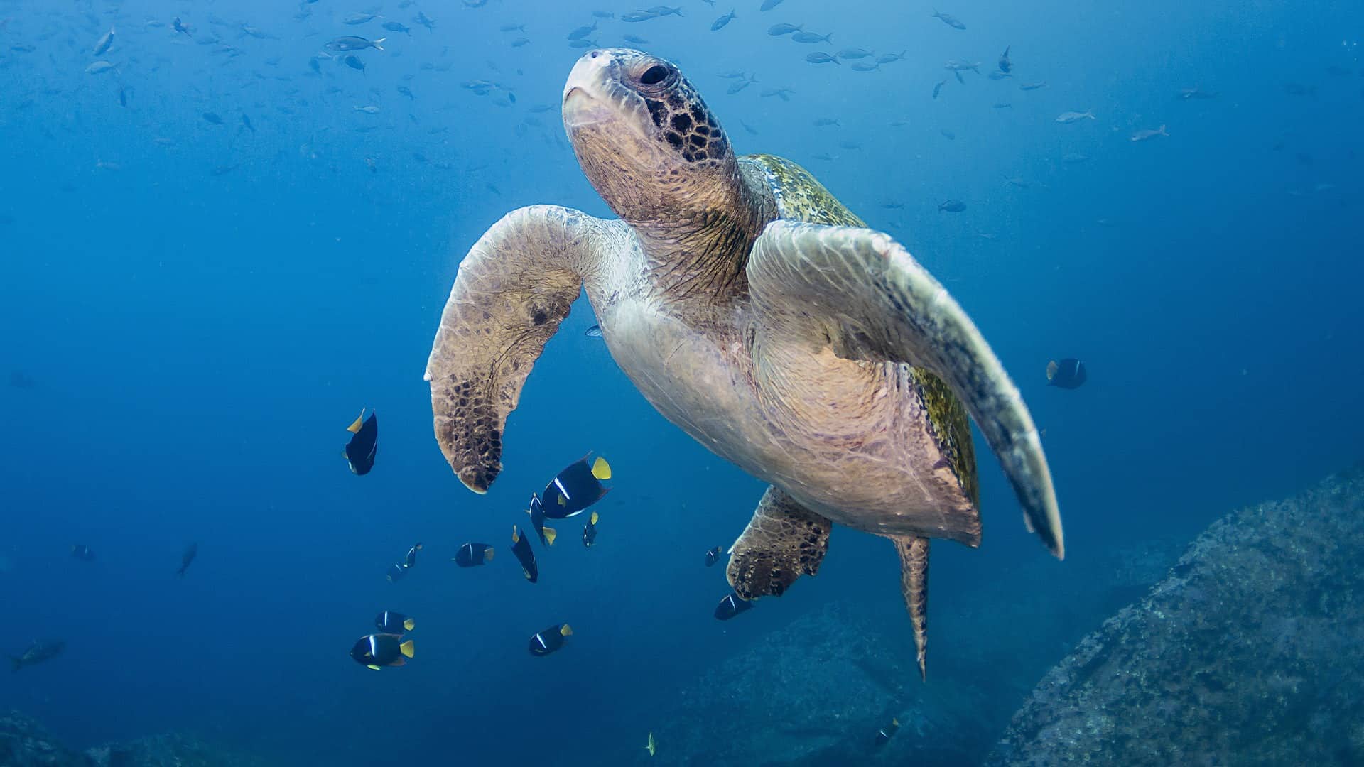 A Darwinian Adventure in Ecuador & the Galapagos