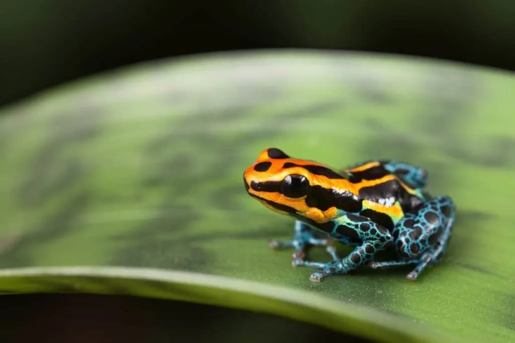 The Peruvian Amazon | Peru | Plan South America
