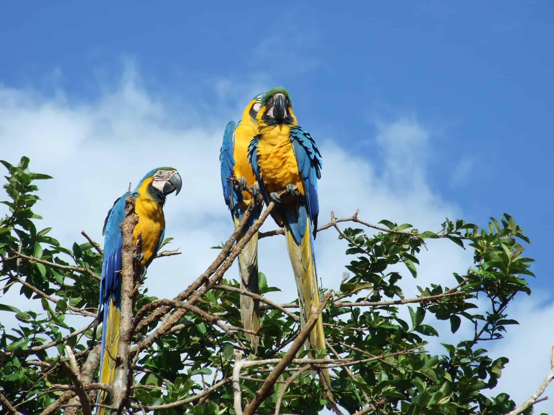 venezuela | South America