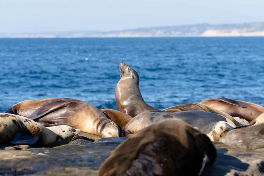 Baja California, Mexico | South America Adventures