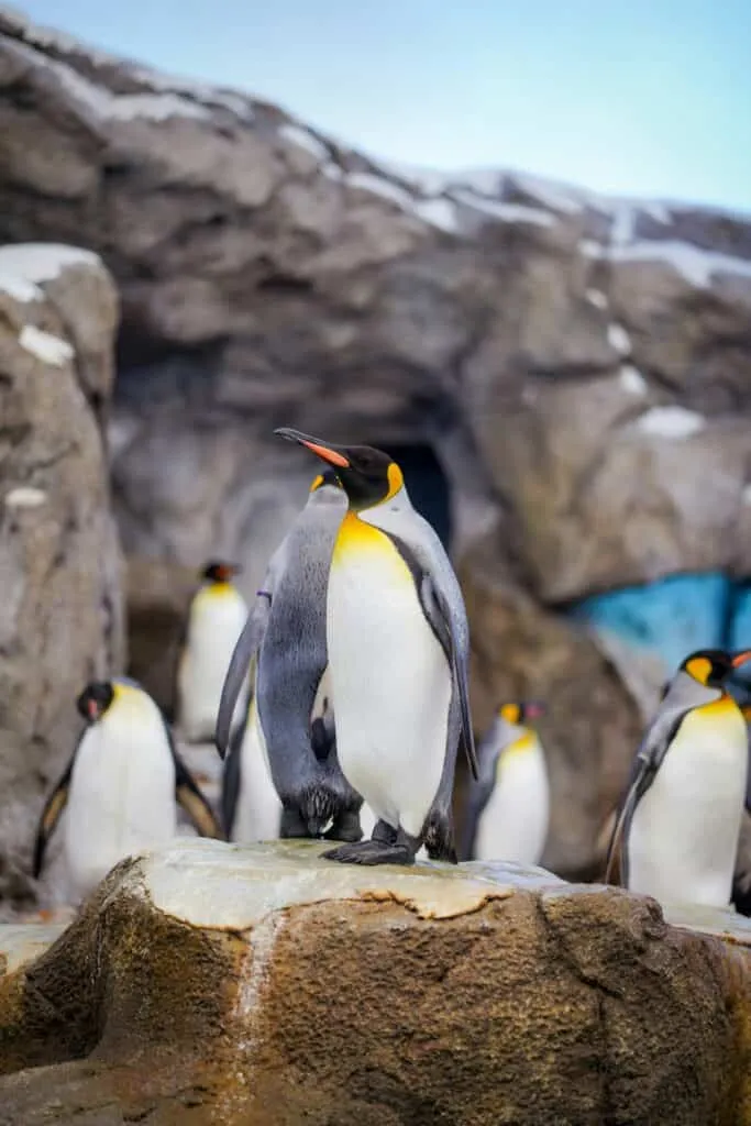Antarctica Holidays | Yacht Charter Antarctica