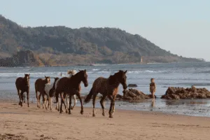 Horses Costa Rica