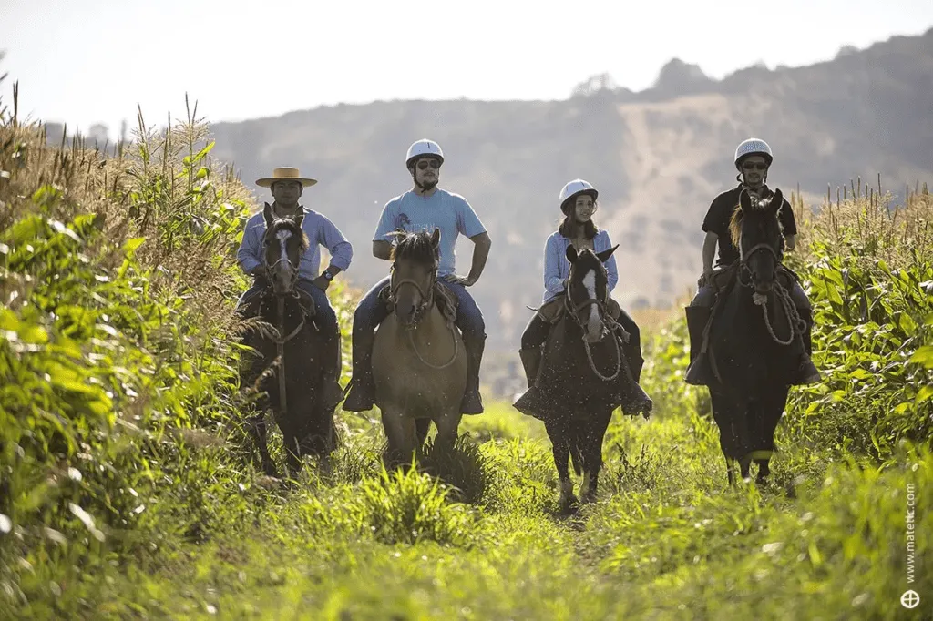 Matetoc | Horseback riding | Riders in a cornfield