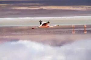 Uyuni Salt Flats, Bolivia