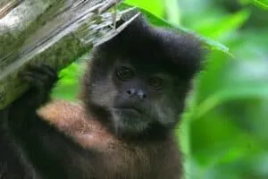 monkey at Iguacu falls