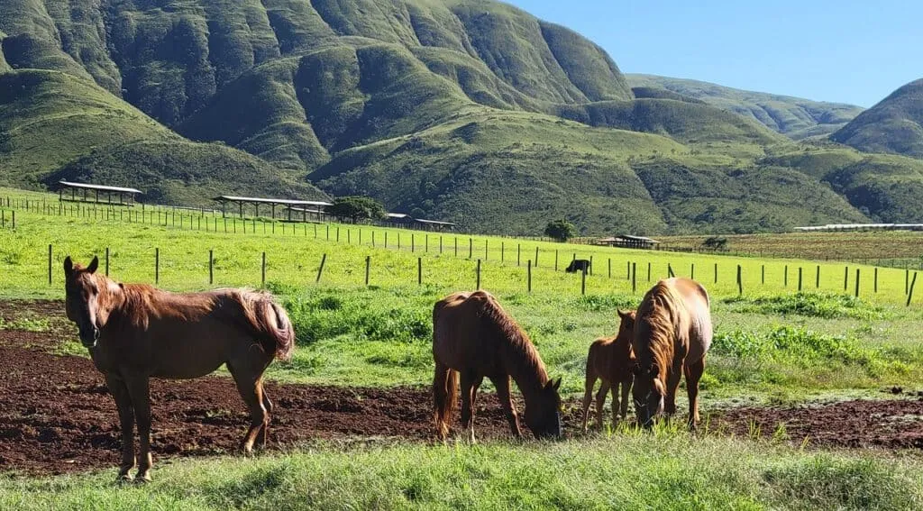 Minas Gerais | Brazil | South America