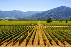 Plan South America | Chile | Wine Country