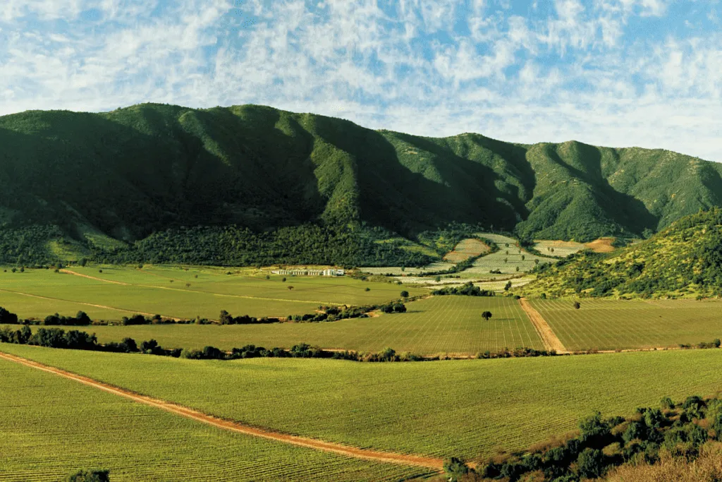 Plan South America | Chile | Wine Tours