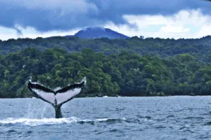 Plan South America-Colombia-El Choco-Whale