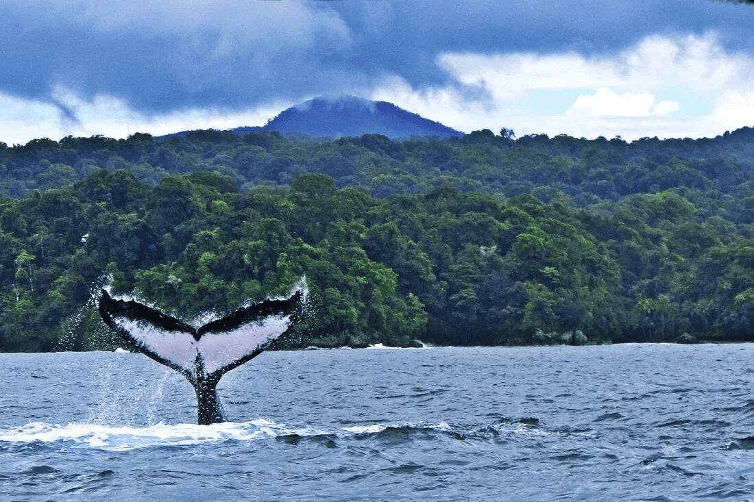 The Spectator: How to Explore Colombia’s Majestic Pacific Coast