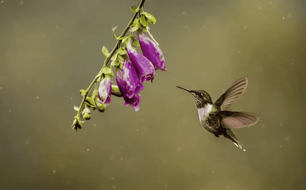 Plan South America-Costa Rica-Central Valley-Hummingbird