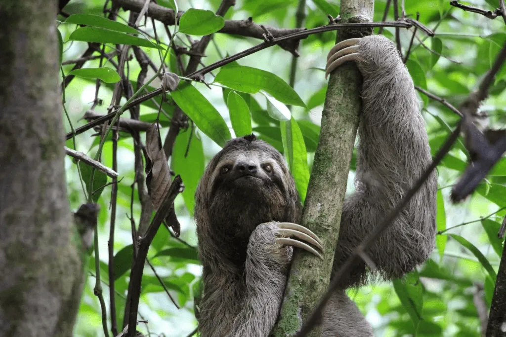 Plan South America-Costa Rica-Central Valley-Sloth