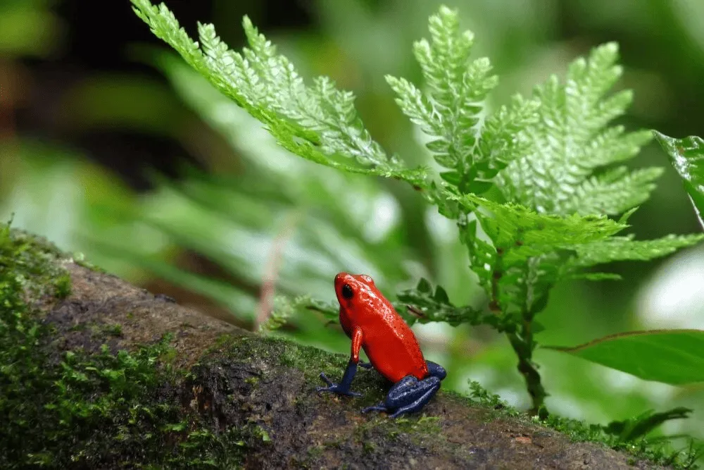 Costa Rica Holidays | Osa Peninsula | South America