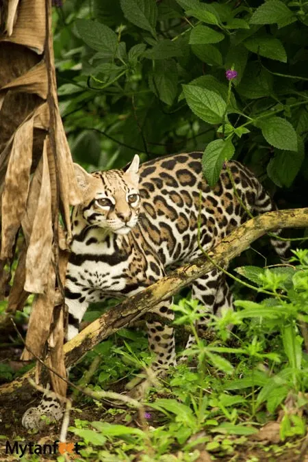 Osa Peninsula | Costa Rica Vacations | South America