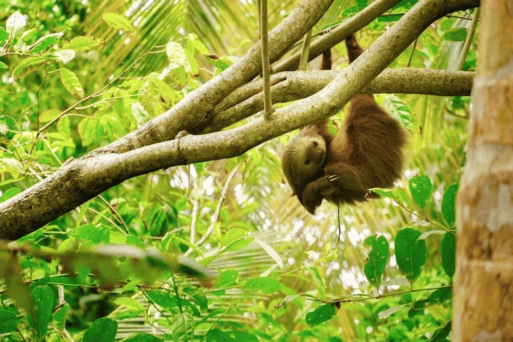 Costa Rica Holidays | Osa Peninsula | South America