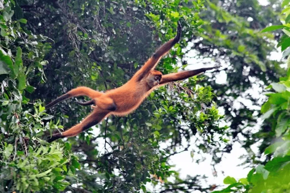 Costa Rica Holidays | Osa Peninsula | South America