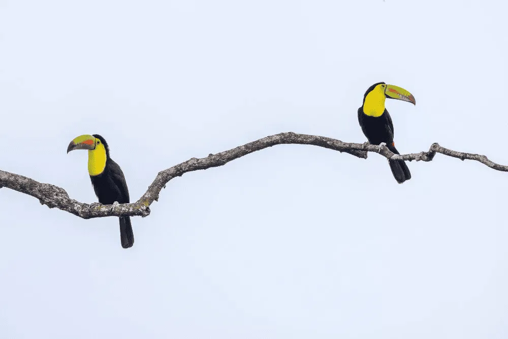 Costa Rica Holidays | Osa Peninsula | South America