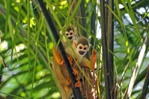 Amazon Rainforest Holiday | Ecuador | South America Travel