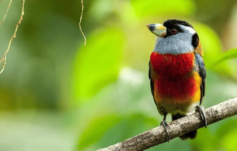 Tumbes-Chocó-Magdalena | Ecuador | South America holidays