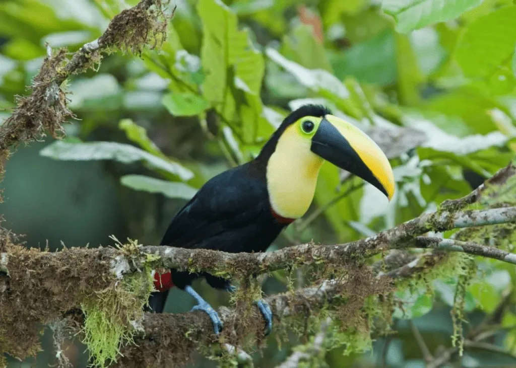 Tumbes-Chocó-Magdalena | Ecuador | South America holidays