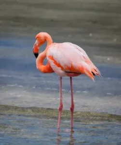 Galapagos Islands