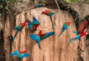 Amazon Macaws | Peru