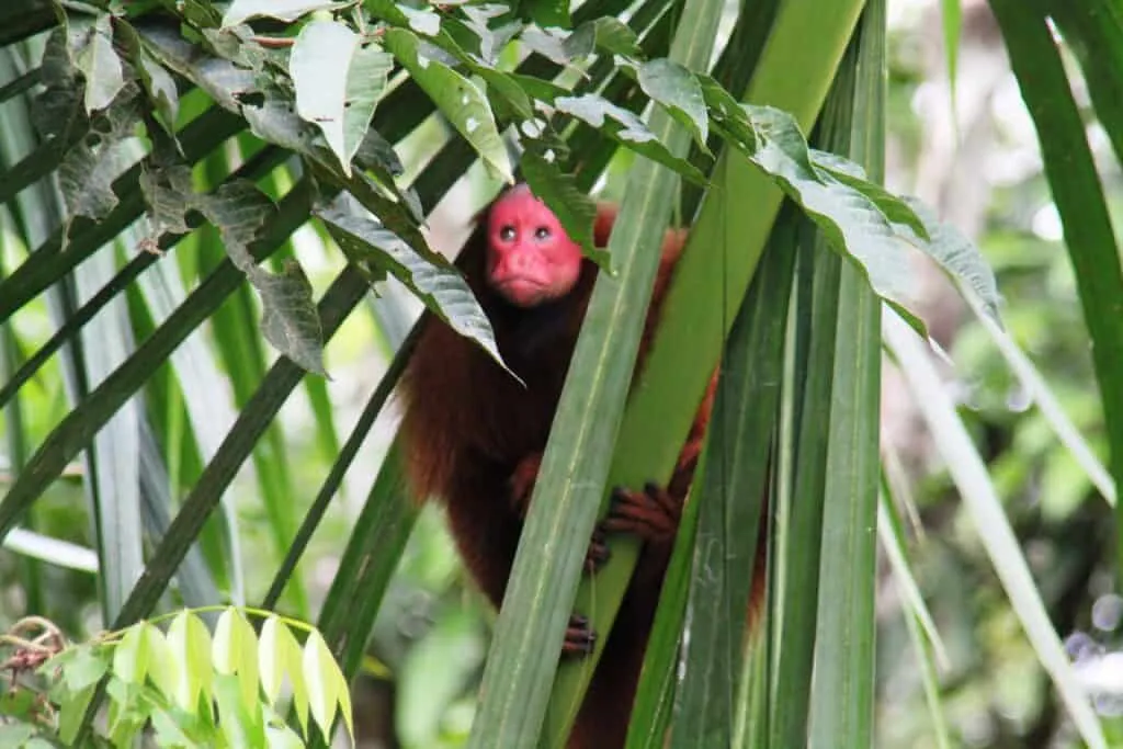 Plan South America-Peru-Amazon-Monkey
