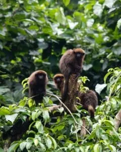 Amazon Monkeys