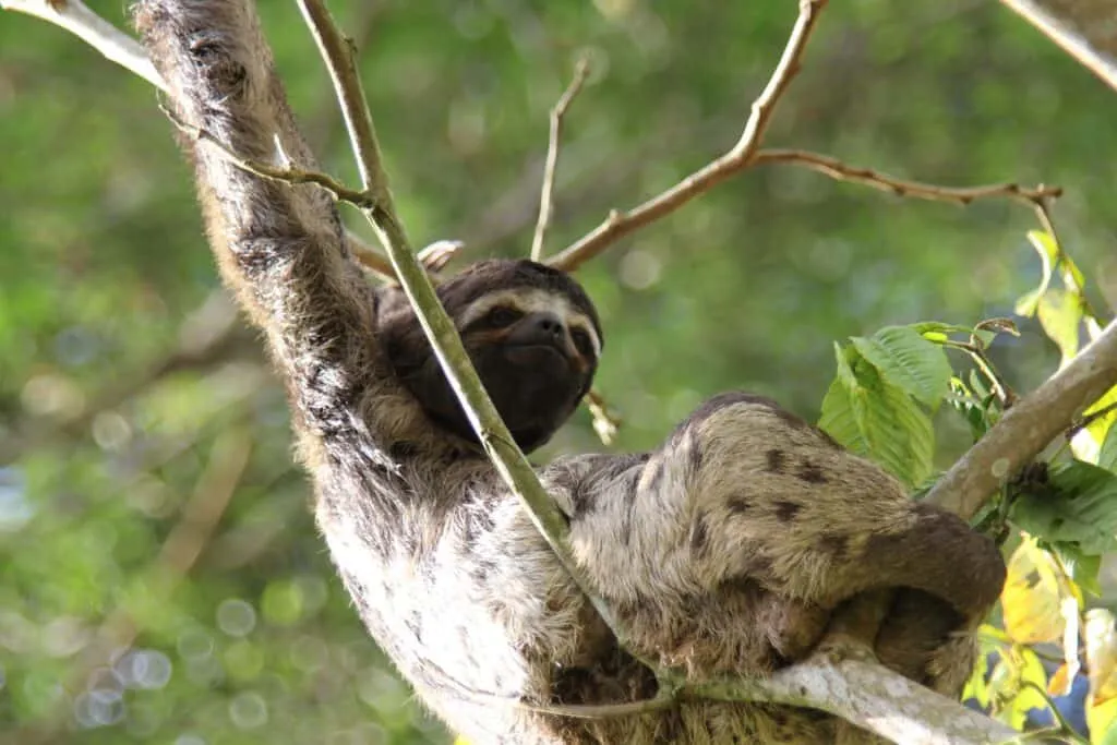 Three-Toed Sloth