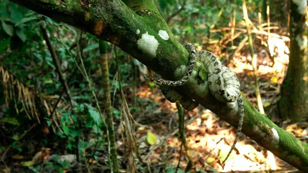 Peruvian Amazon snake