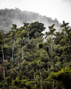 Plan South America | Peru | Amazon | Trees