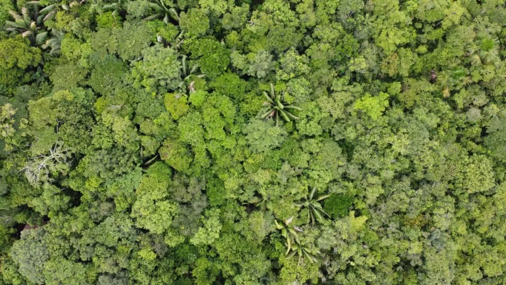 The Peruvian Amazon