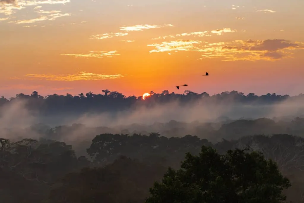 Amazon Rainforest, Peru