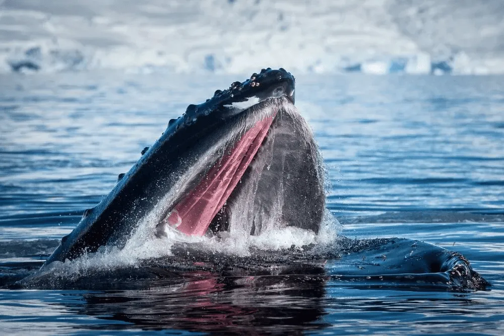 Antarctica Holidays | Yacht Charter Antarctica