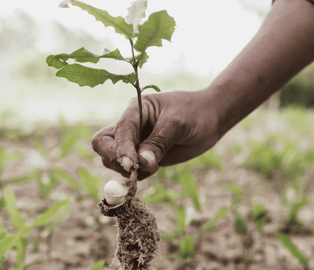 Tree Planting | Amazon | Brazil | plan south america