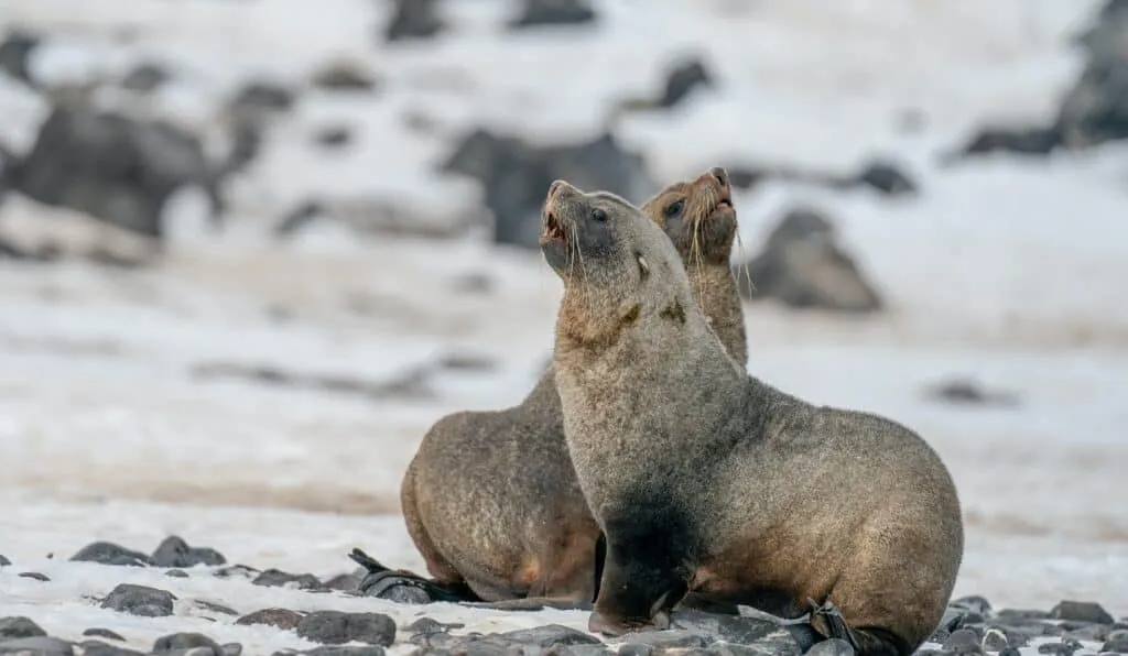 Antarctica Wildlife Holidays | Antarctica Vacations